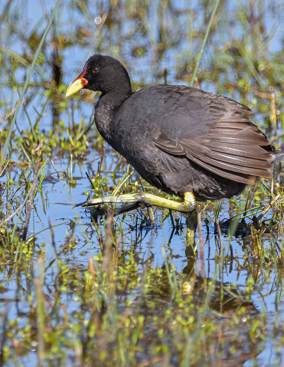 Red-fronted Coot - ML612616286