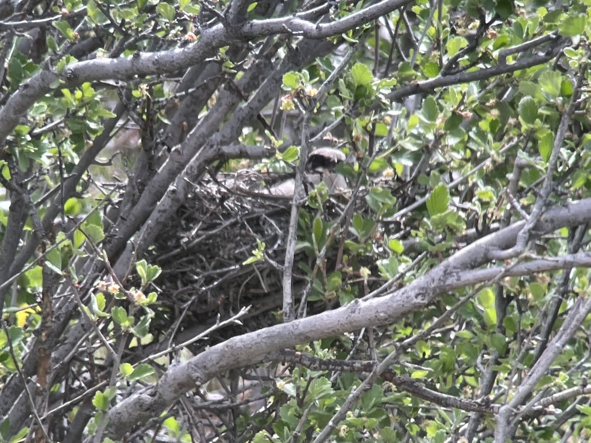 Loggerhead Shrike - Sarah Spotten