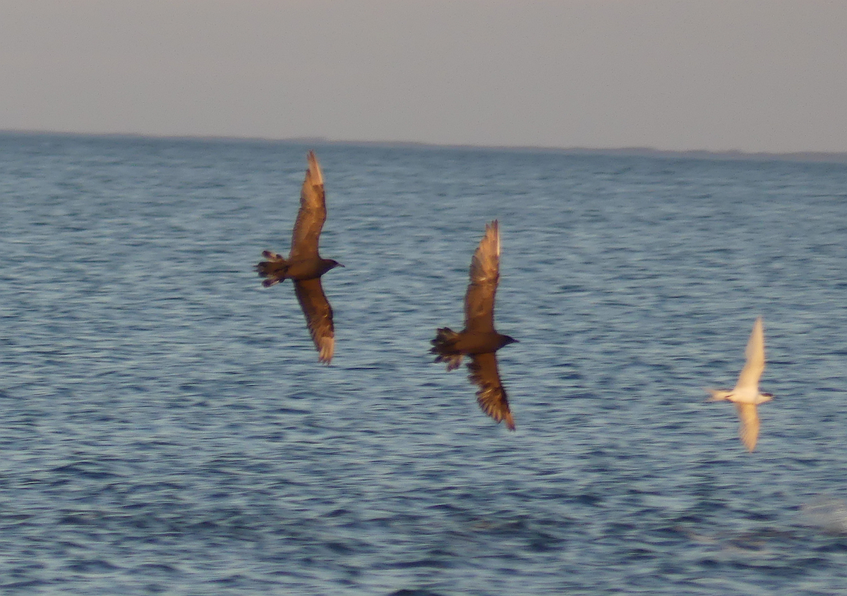 Parasitic Jaeger - ML612616430