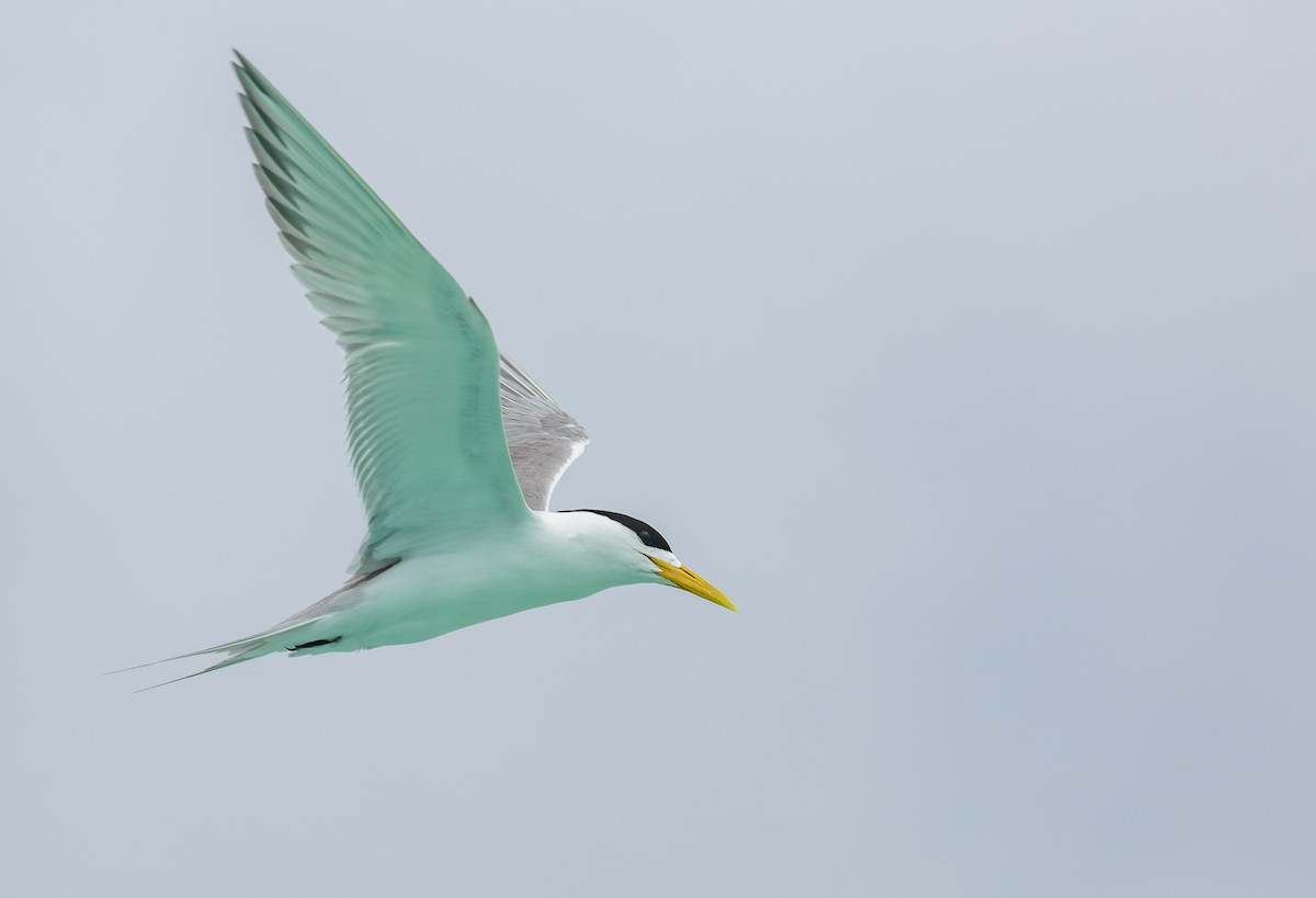 Great Crested Tern - ML612616434