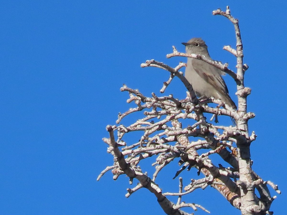 Townsend's Solitaire - Tina Tan