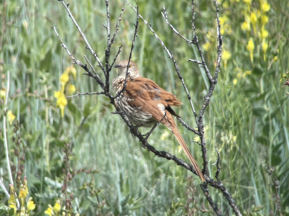 Brown Thrasher - Sarah Spotten