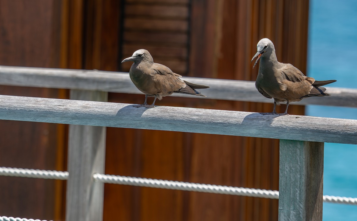 Brown Noddy - ML612616521