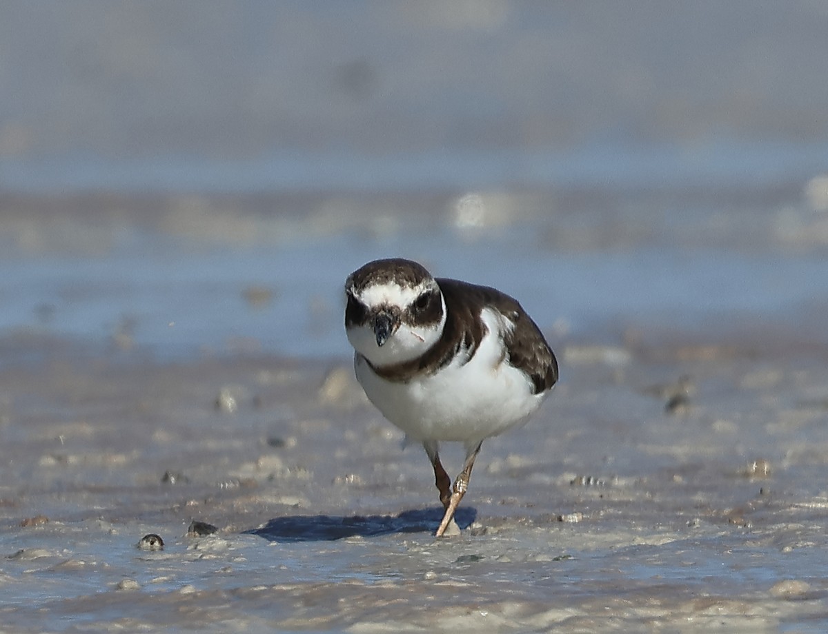Common Ringed Plover - ML612616548