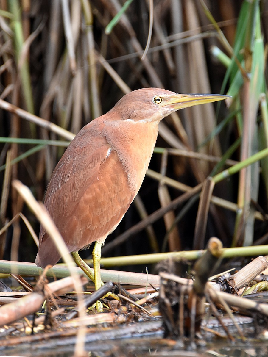 Cinnamon Bittern - Arup Ghosh