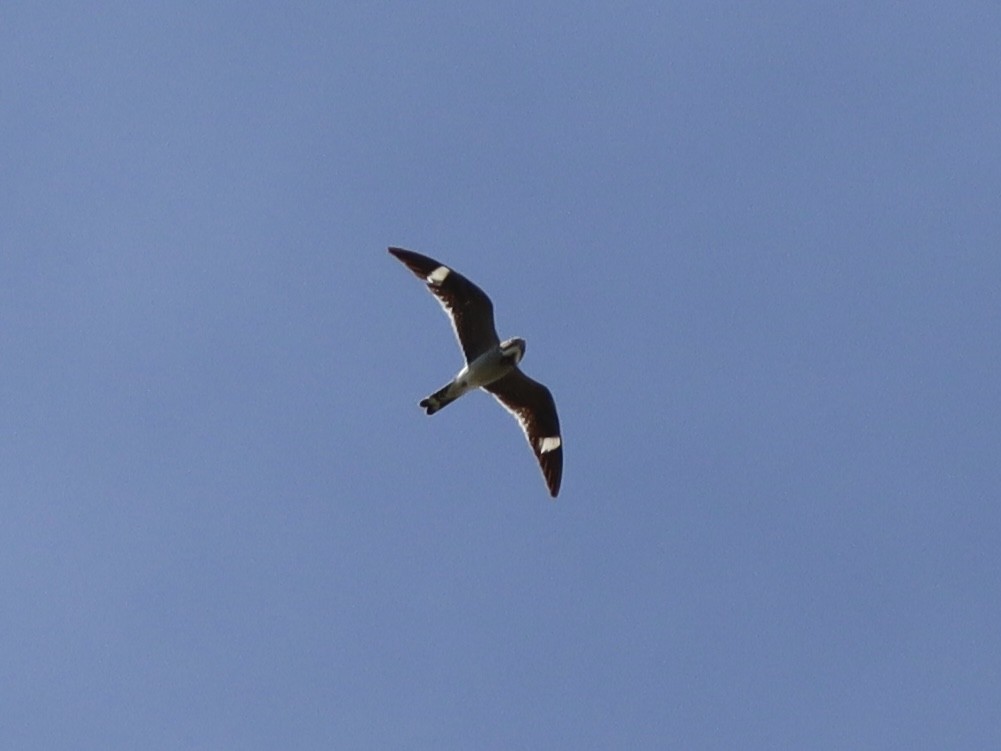 Common Nighthawk - Sarah Spotten