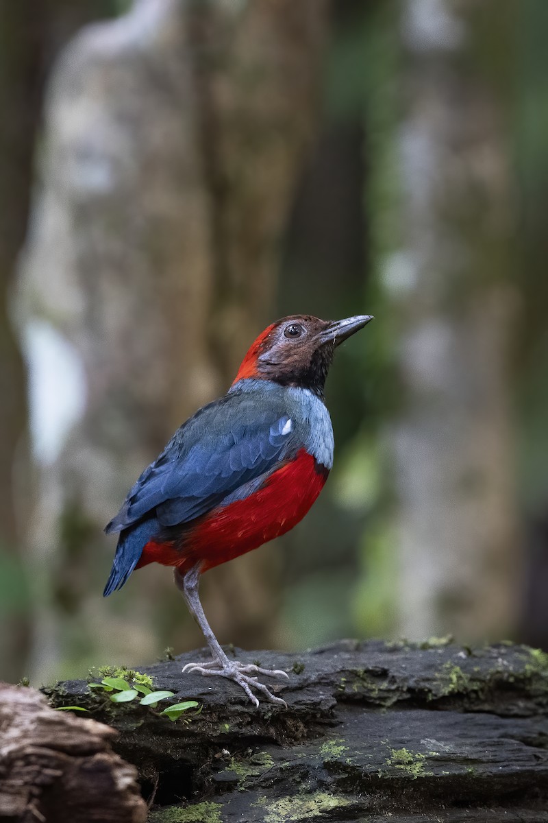 Papuan Pitta (Northern) - ML612616592