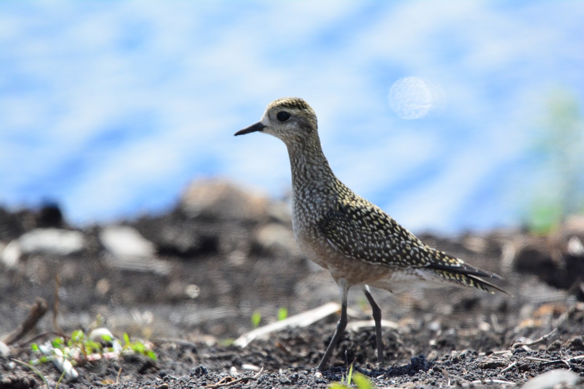 American Golden-Plover - ML61261661