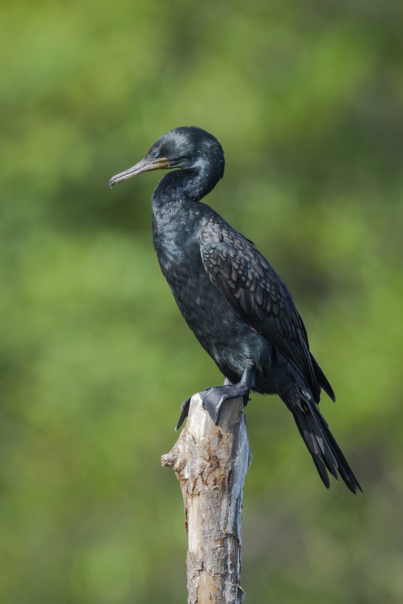 Cormoran à cou brun - ML612616618