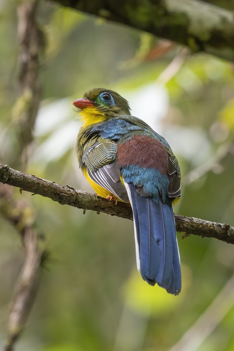 trogon sumaterský - ML612616647