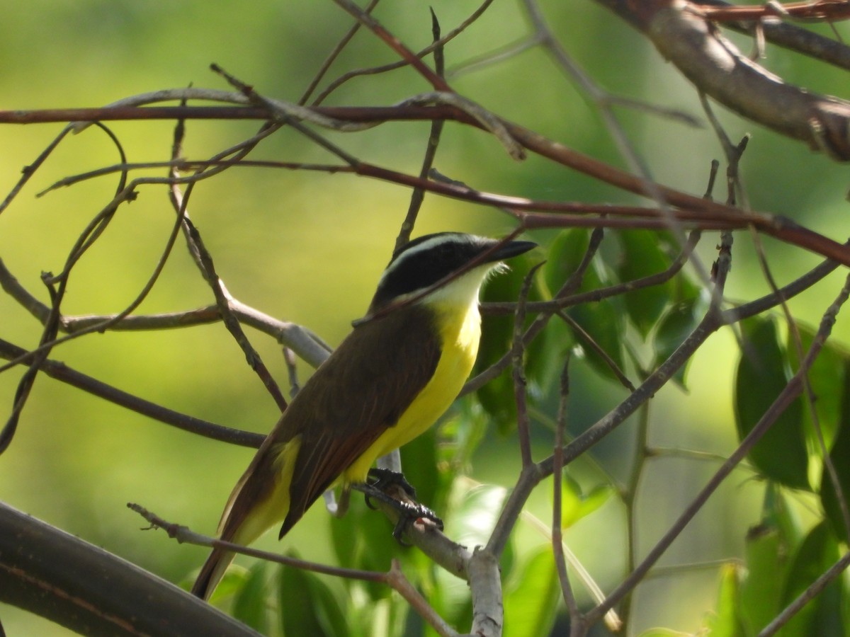 Social Flycatcher - OCTAVIO PECHO