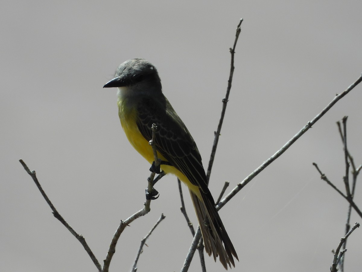 Tropical Kingbird - ML612616663