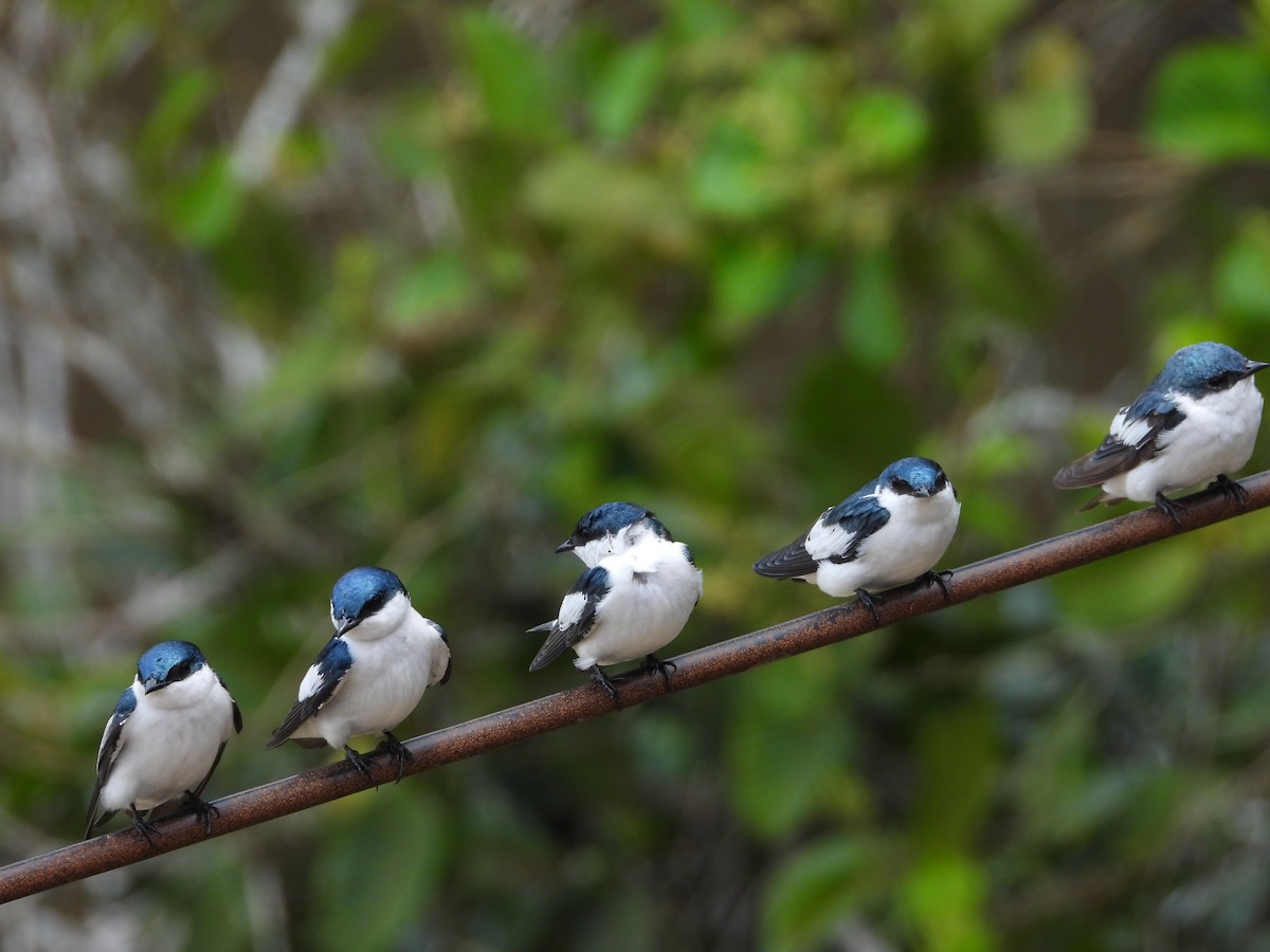 White-winged Swallow - OCTAVIO PECHO
