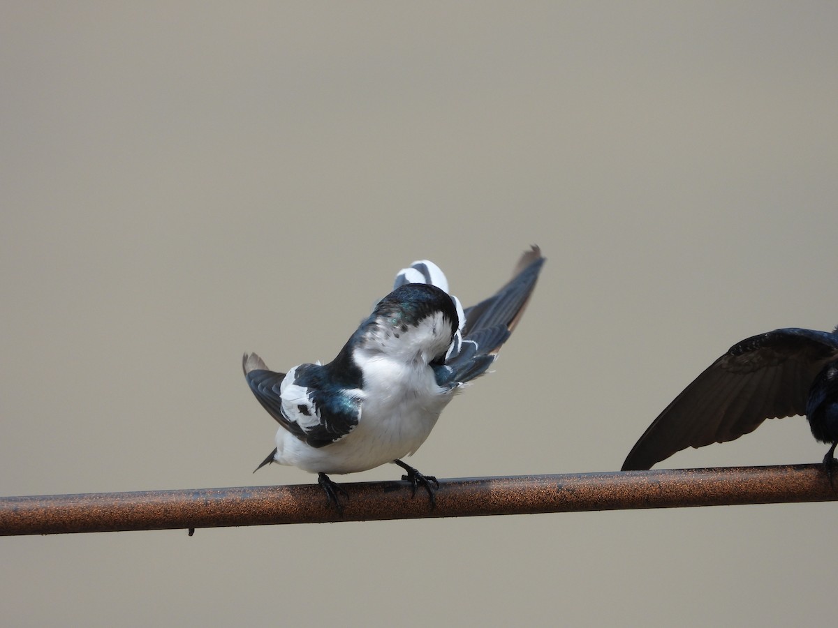 White-winged Swallow - OCTAVIO PECHO