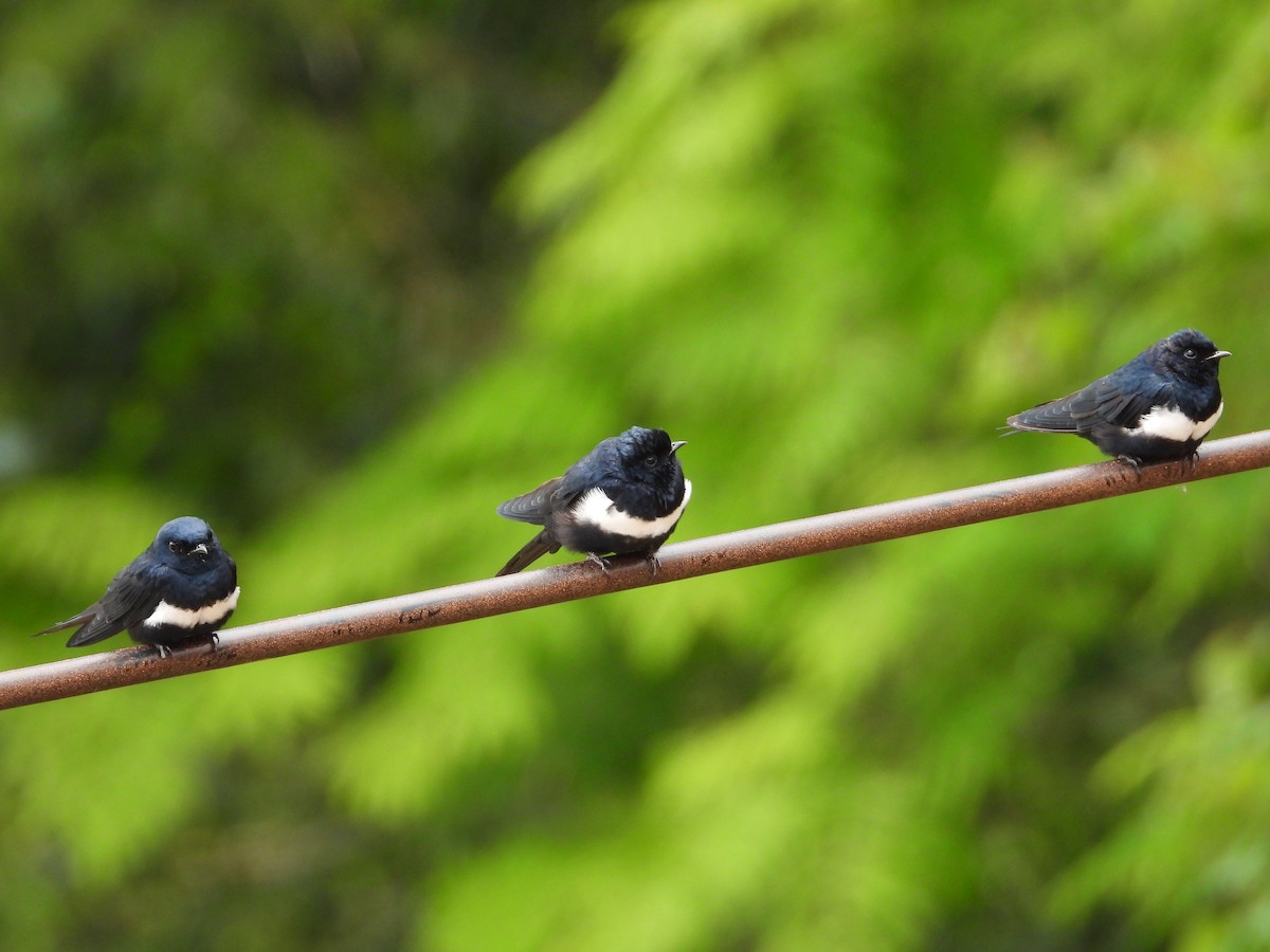 White-banded Swallow - ML612616701