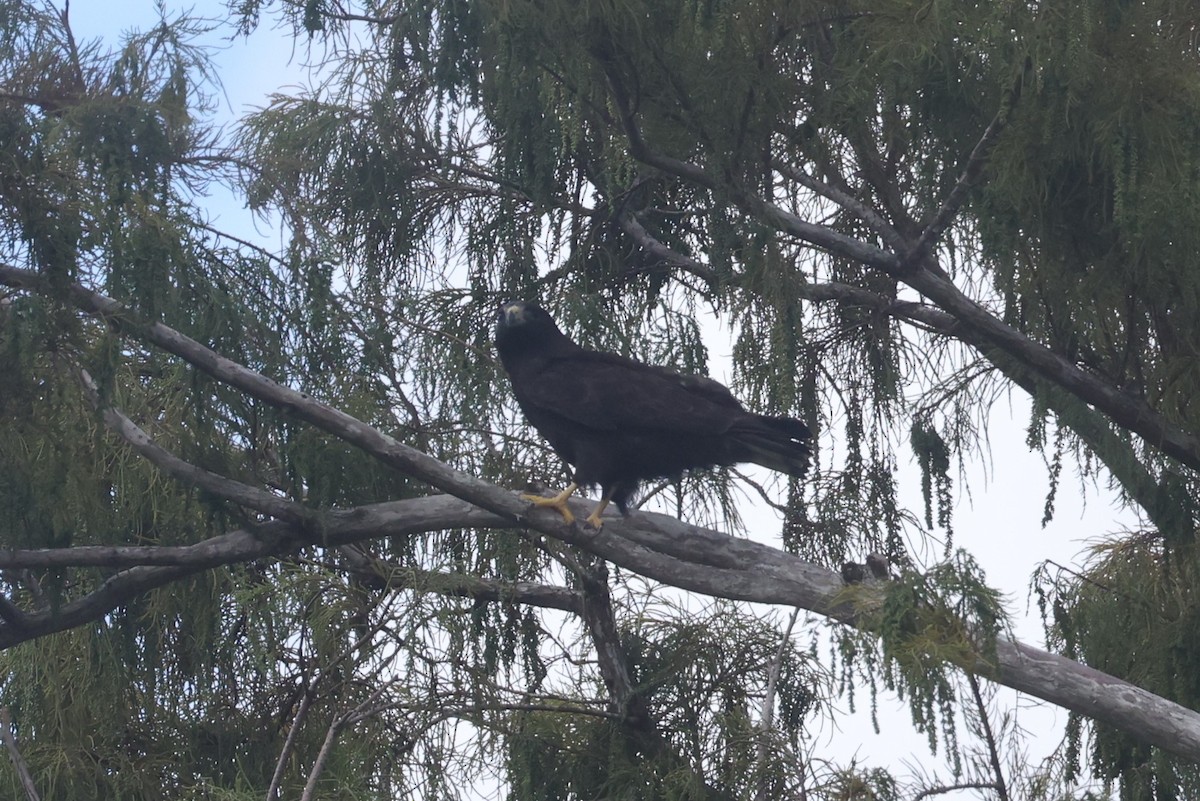 Short-tailed Hawk - ML612616710