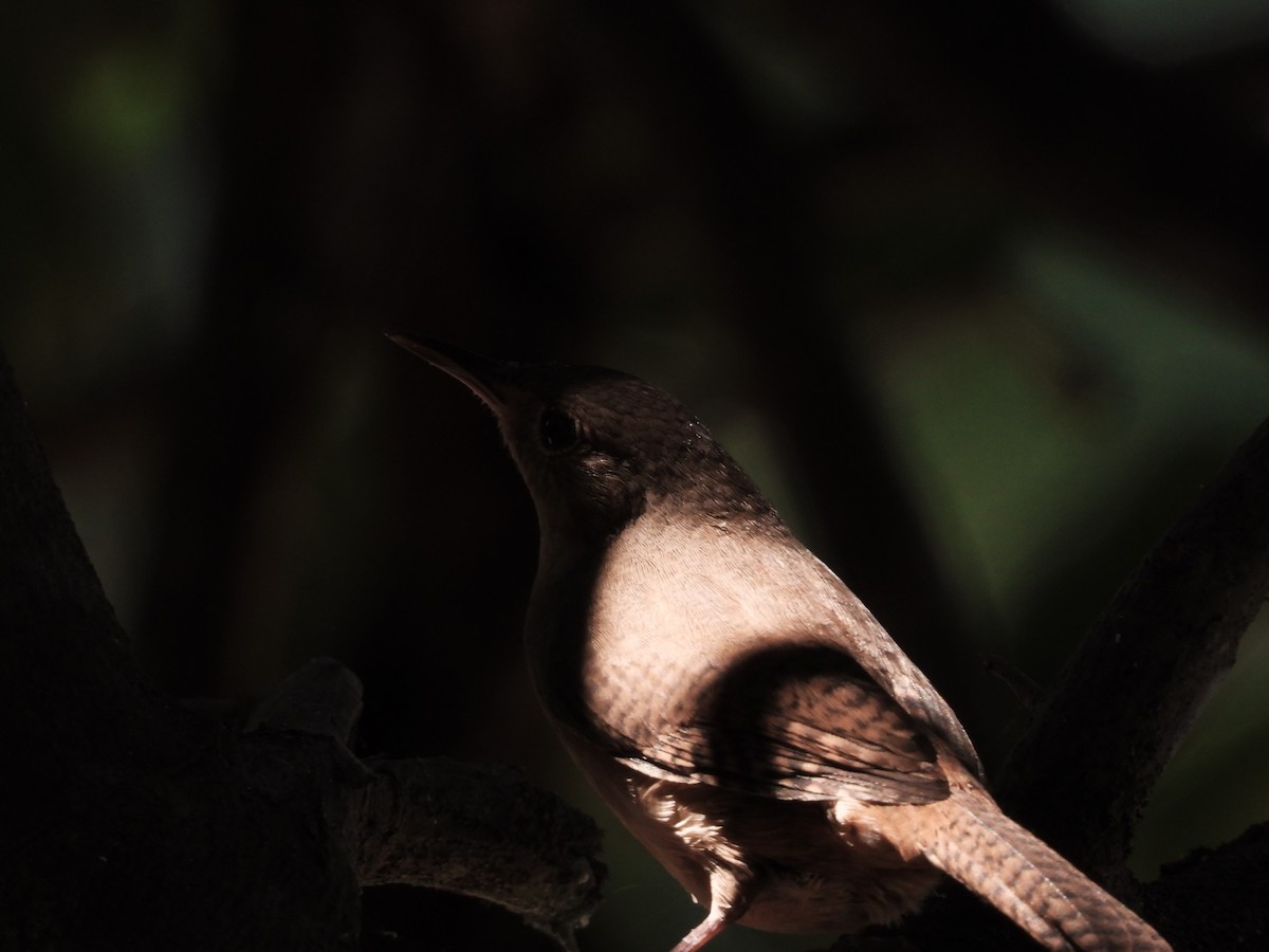 House Wren - OCTAVIO PECHO