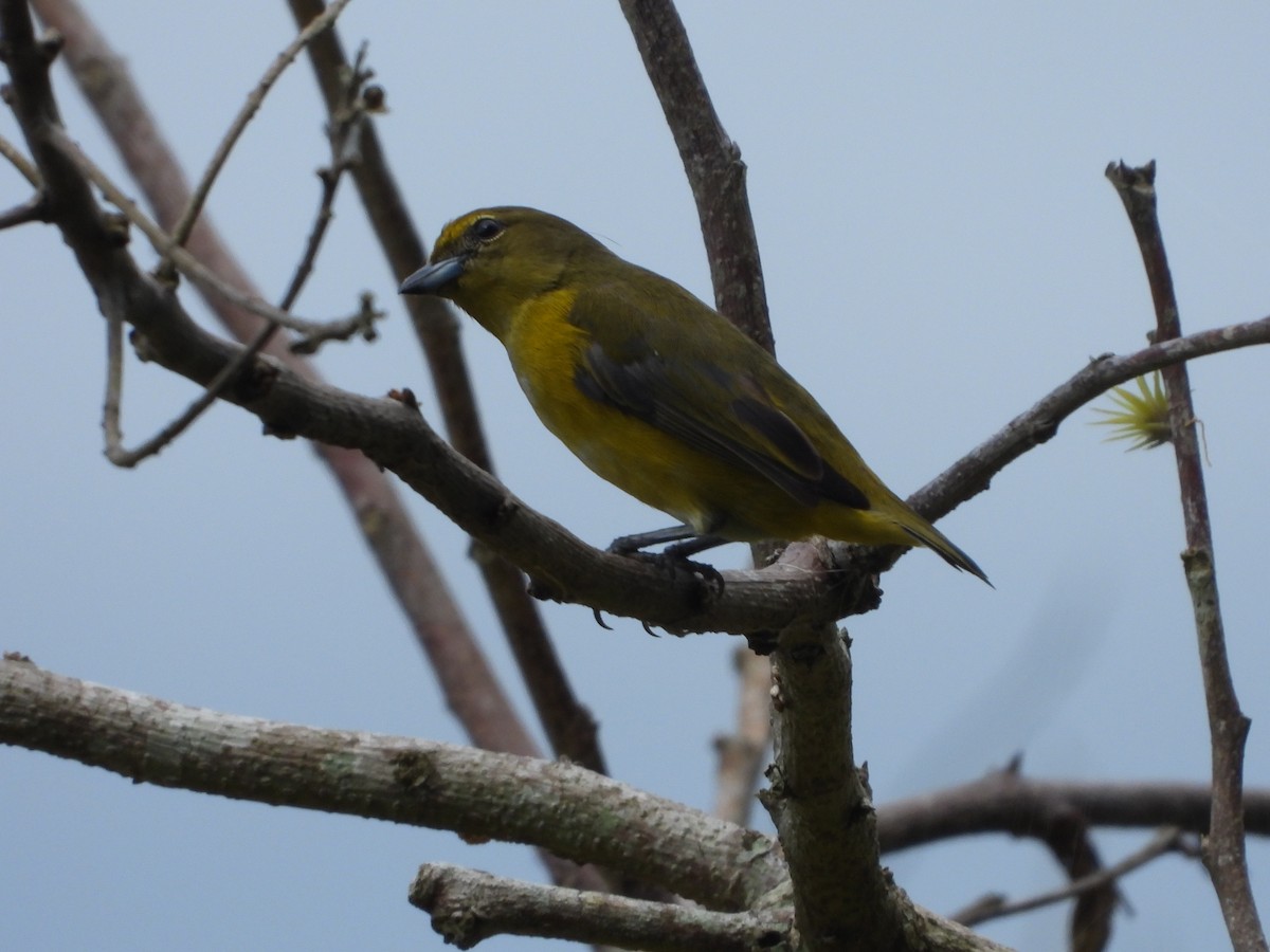 Orange-bellied Euphonia - ML612616728