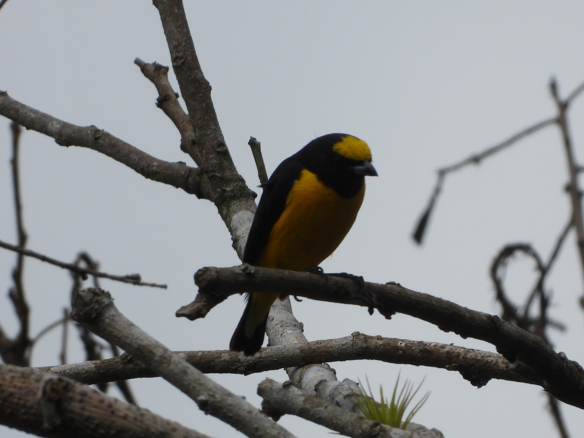 Orange-bellied Euphonia - OCTAVIO PECHO