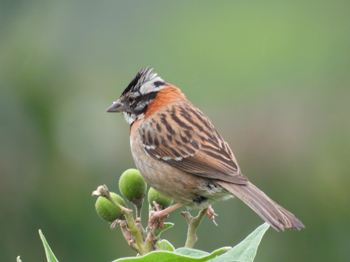 Rufous-collared Sparrow - ML612616747