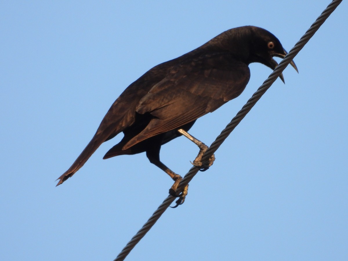 Giant Cowbird - ML612616765