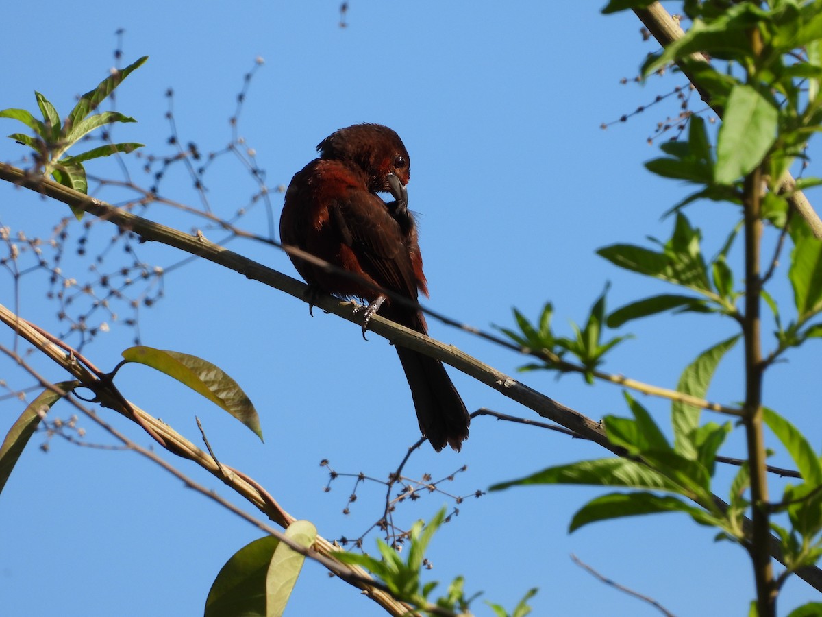 Silver-beaked Tanager - ML612616770