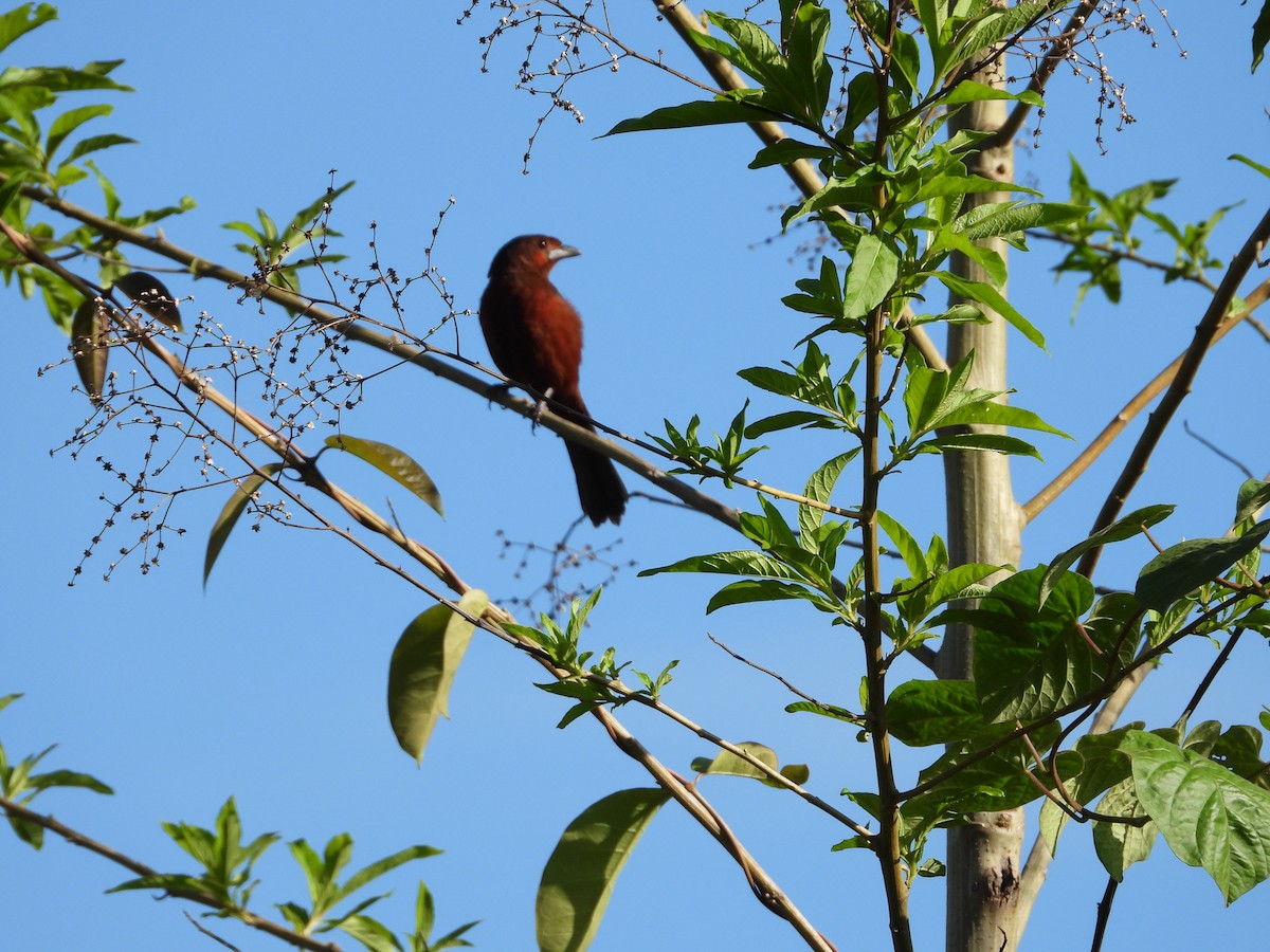 Silver-beaked Tanager - ML612616776