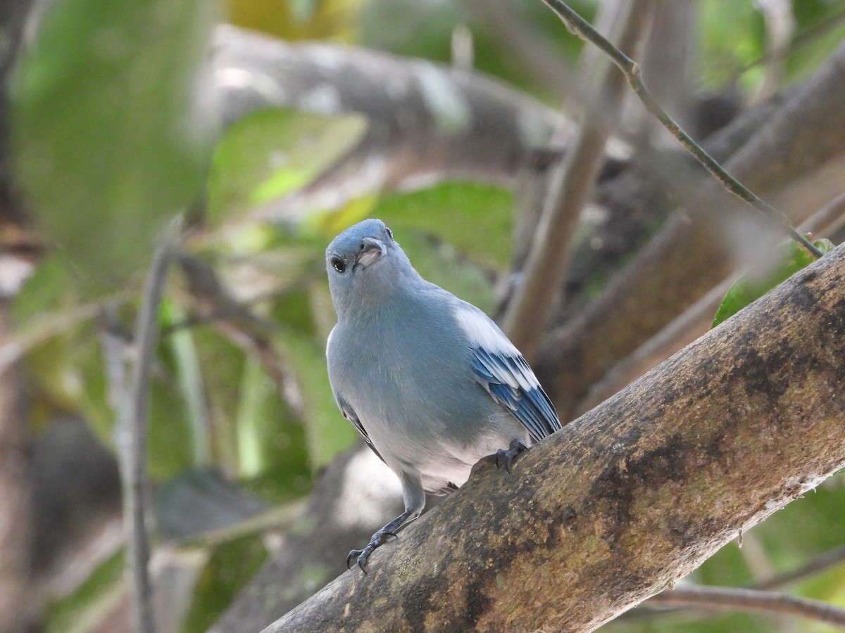 Blue-gray Tanager - ML612616780