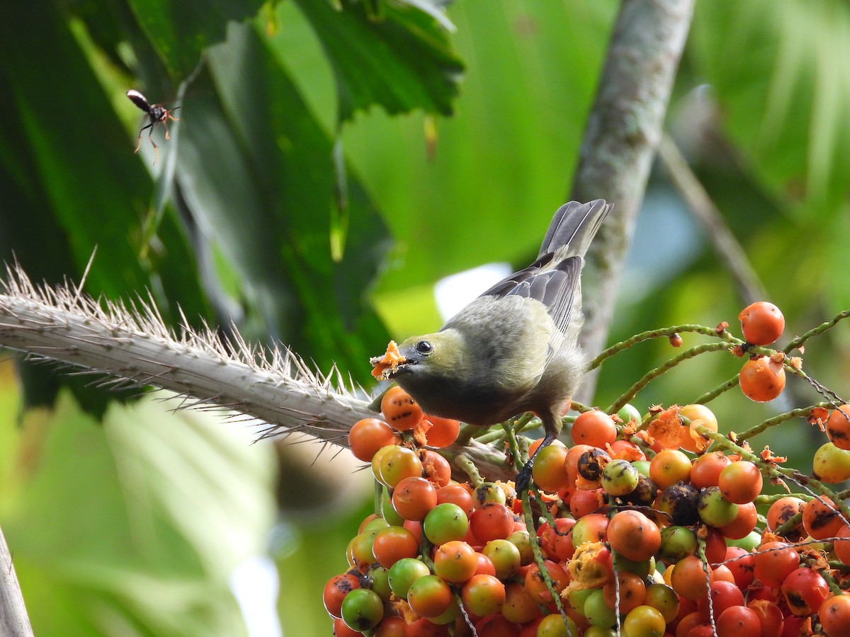 Palm Tanager - ML612616787