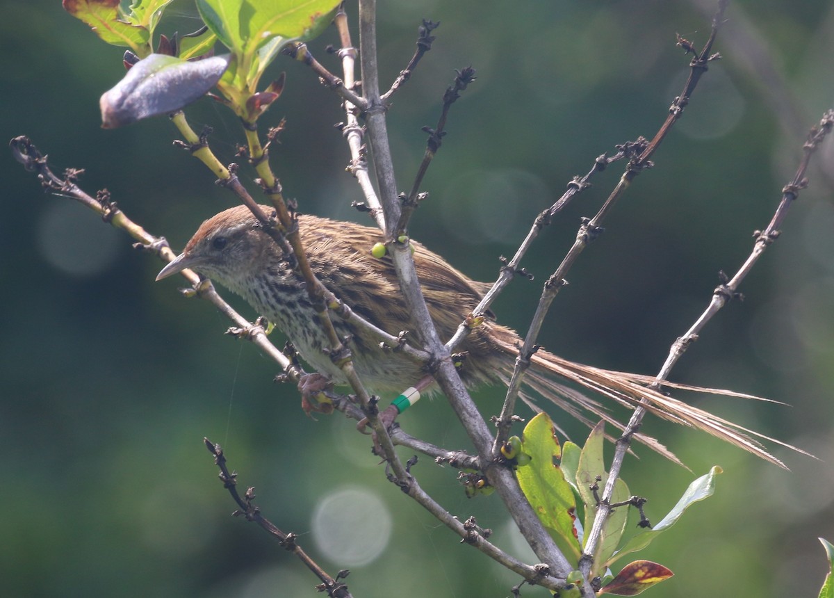 New Zealand Fernbird - ML612616803