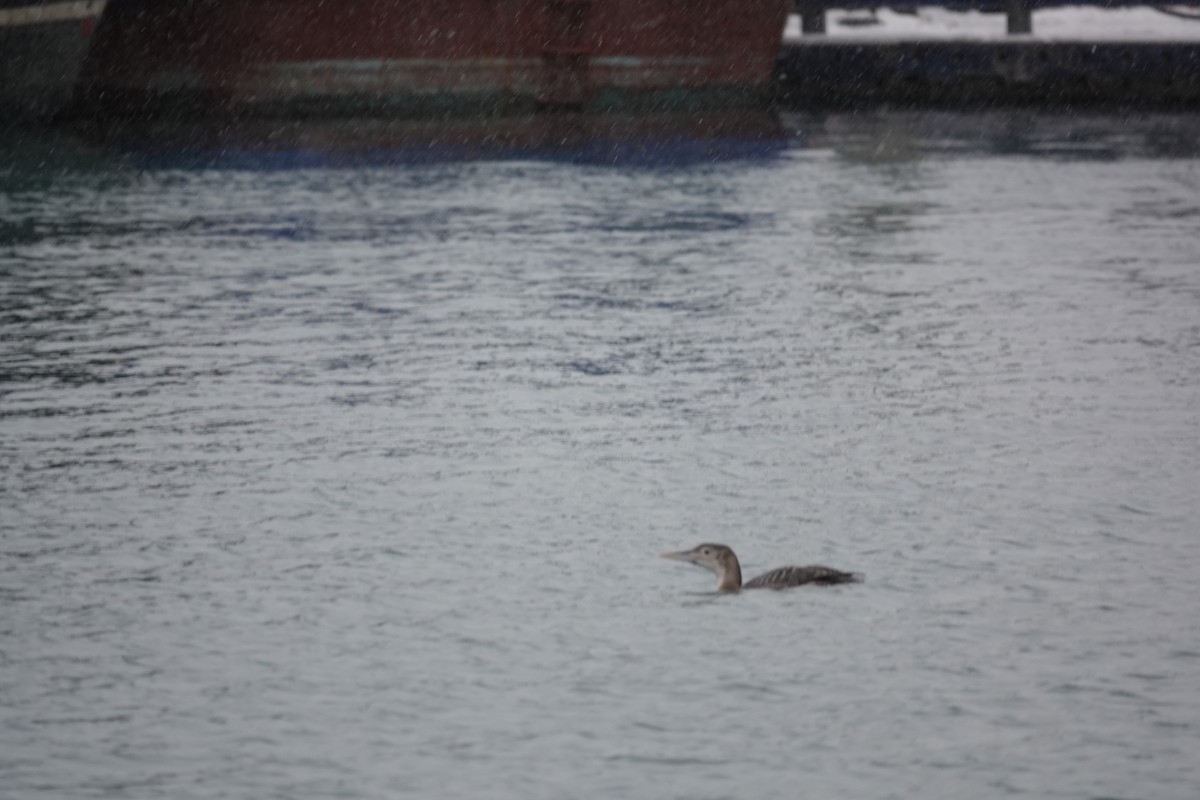 Yellow-billed Loon - ML612616825