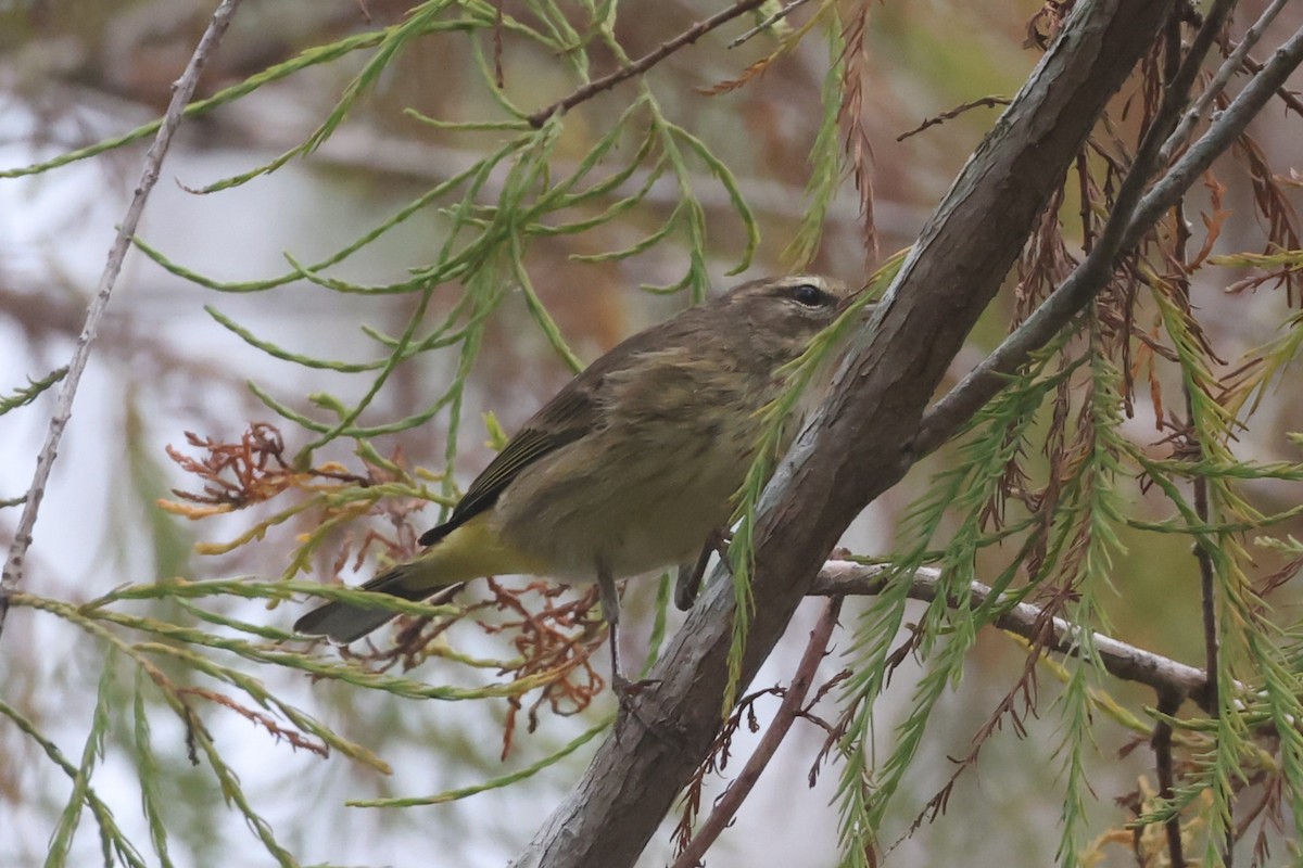 Palm Warbler - ML612616871