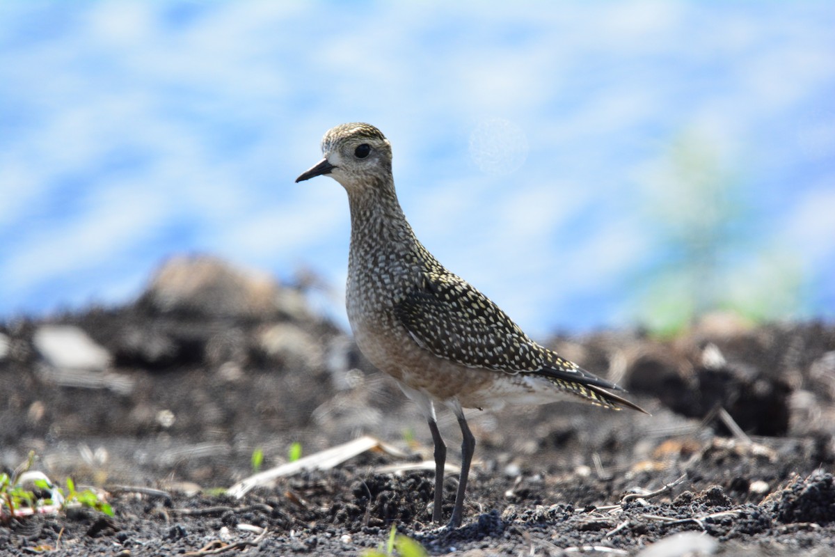 American Golden-Plover - ML61261691