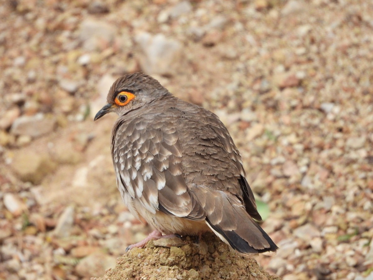 Bare-faced Ground Dove - ML612617012