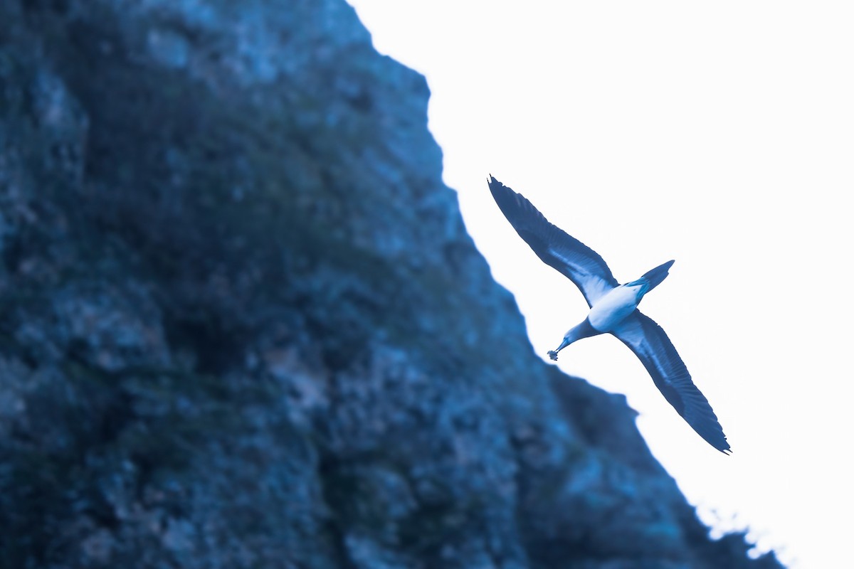 Cocos Booby - chef Ito