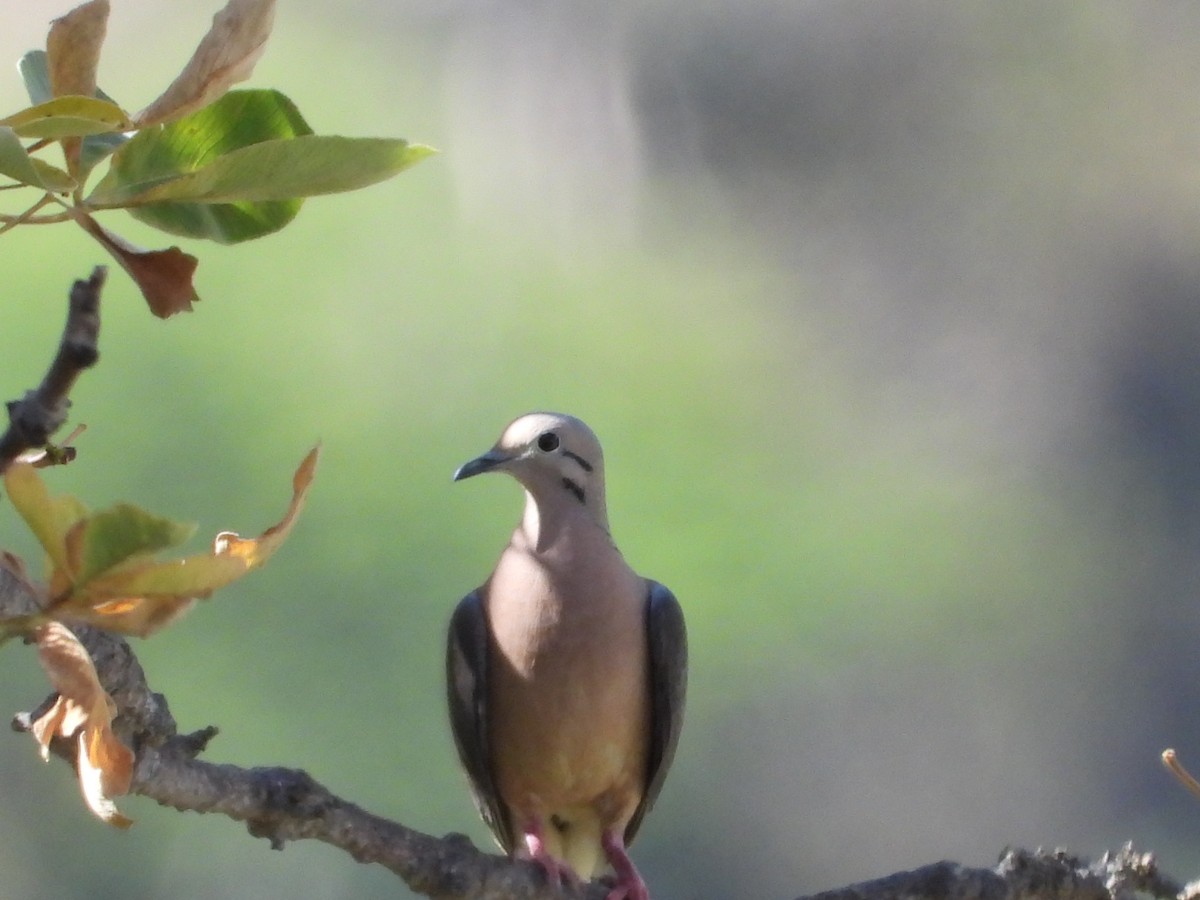 Eared Dove - ML612617053