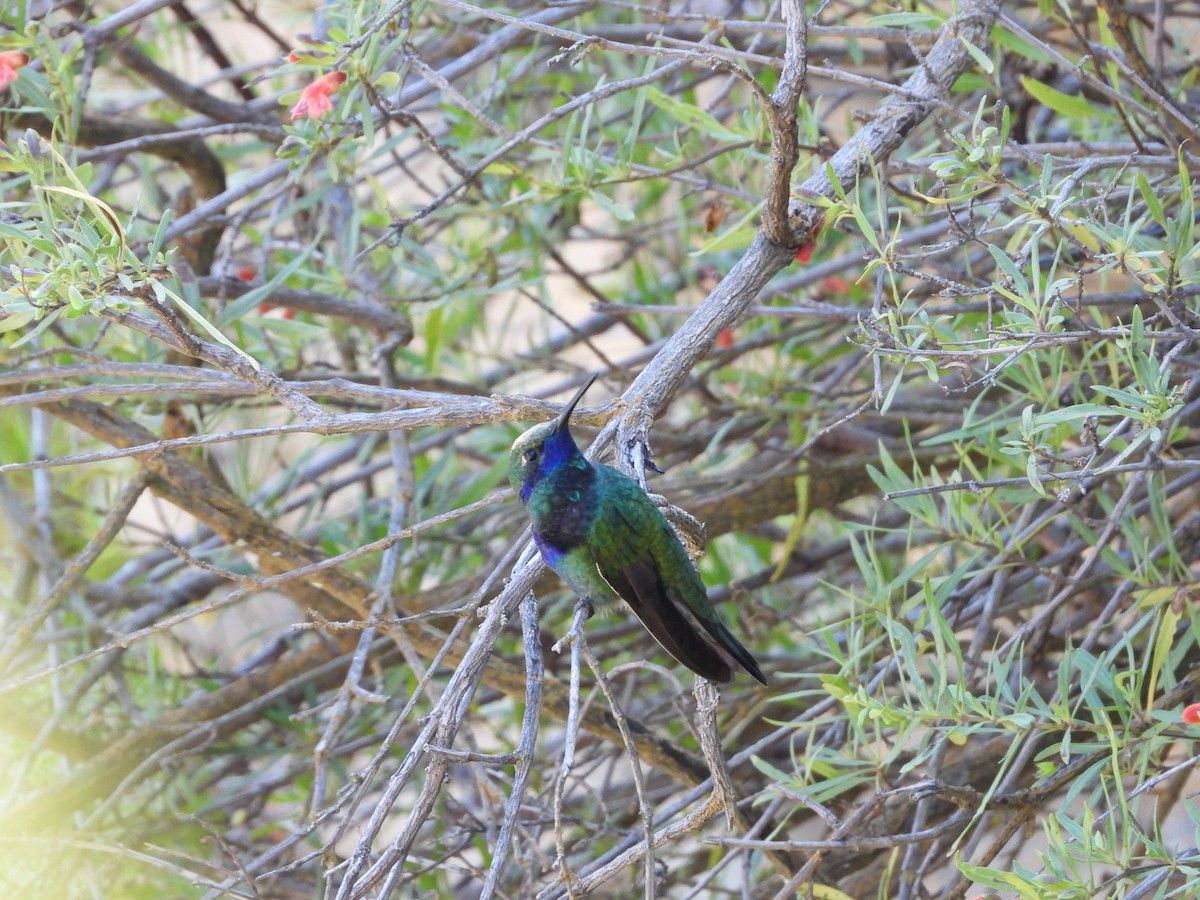 fiolørekolibri - ML612617071