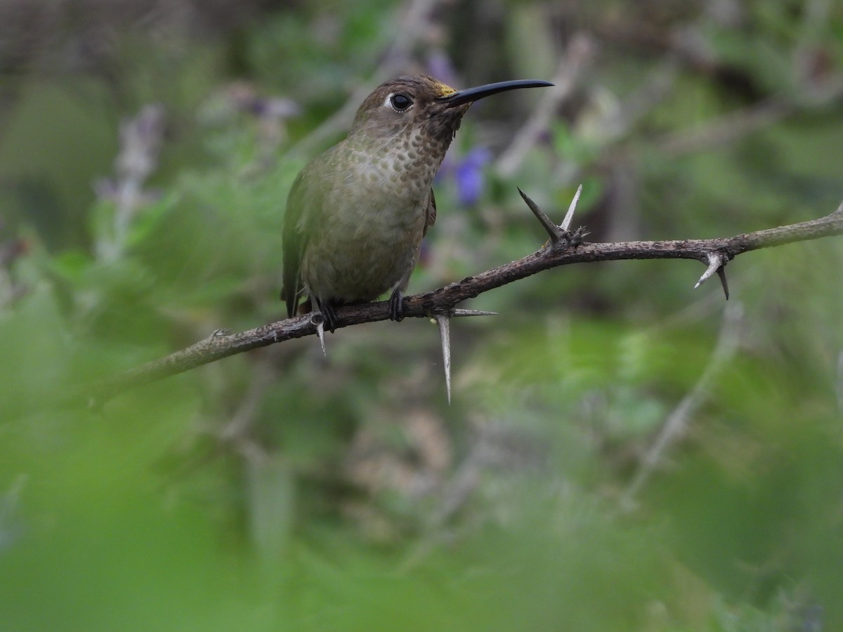 Spot-throated Hummingbird - ML612617096