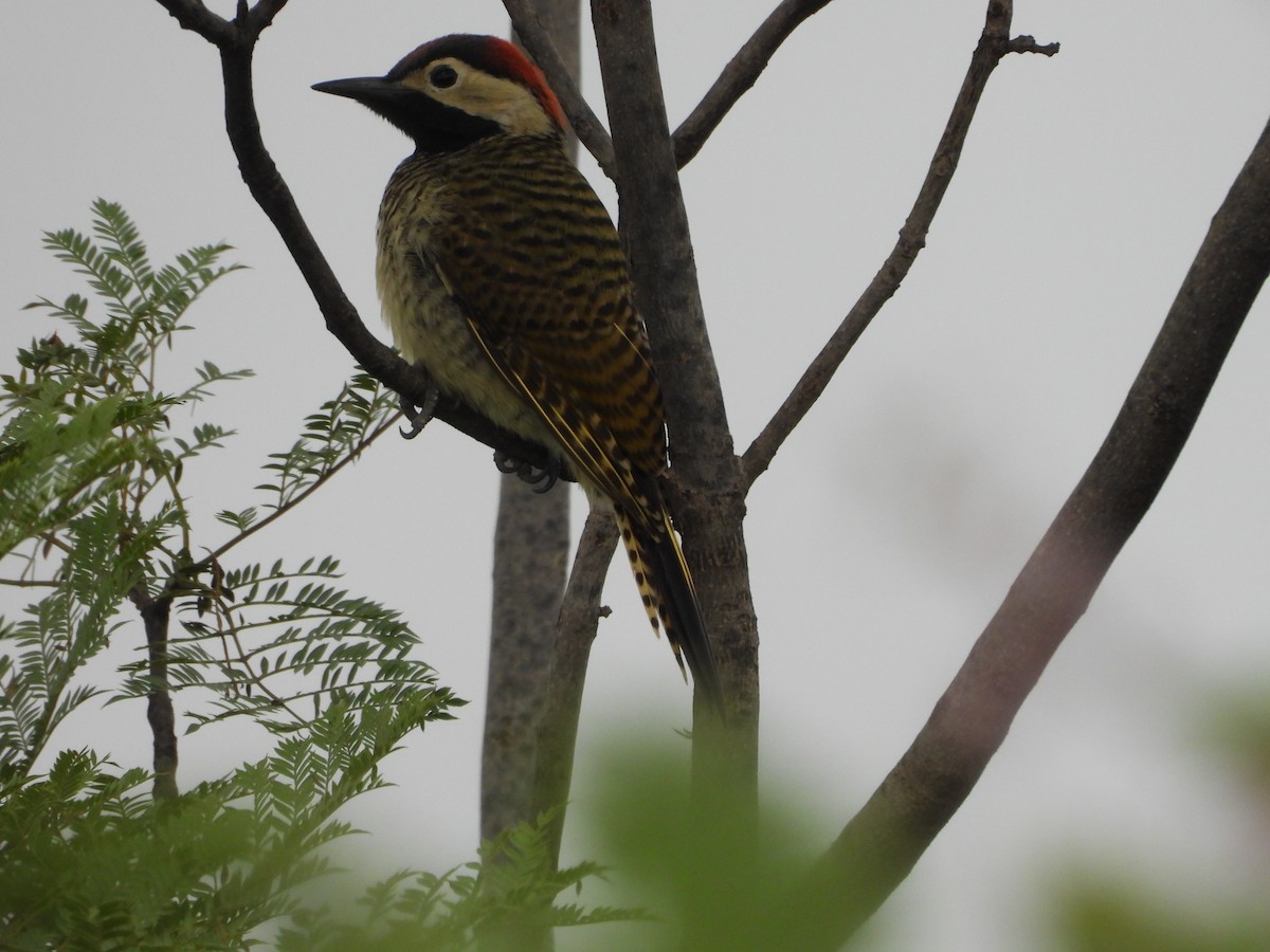 Black-necked Woodpecker - ML612617121