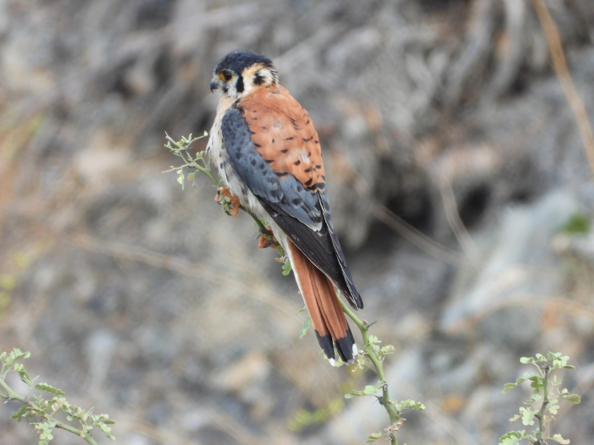 American Kestrel - ML612617130