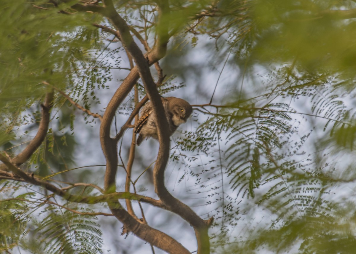 Jungle Owlet - ML612617135