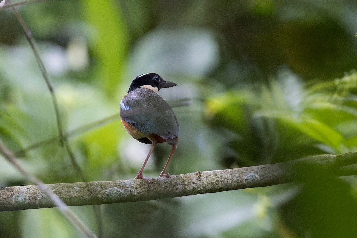 Ornate Pitta - Dana Cameron