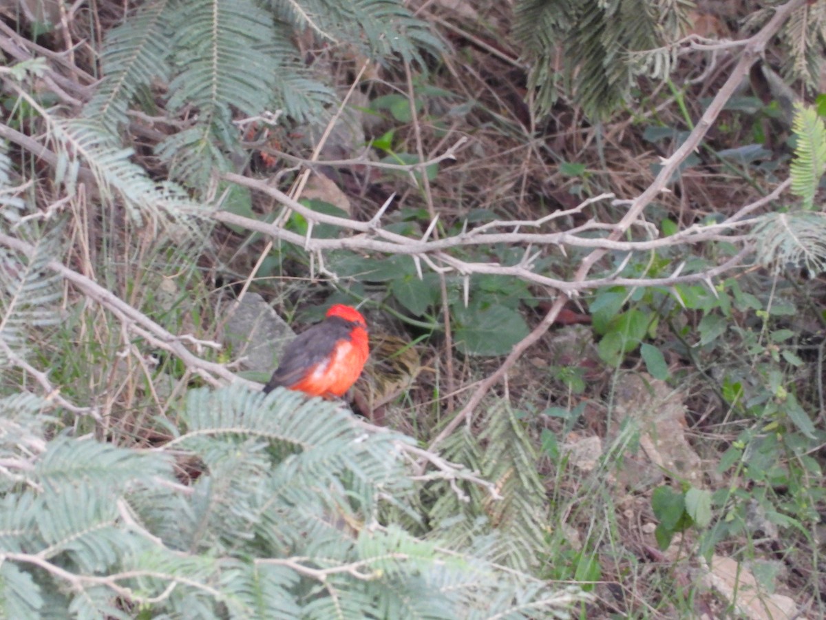 Vermilion Flycatcher - ML612617168