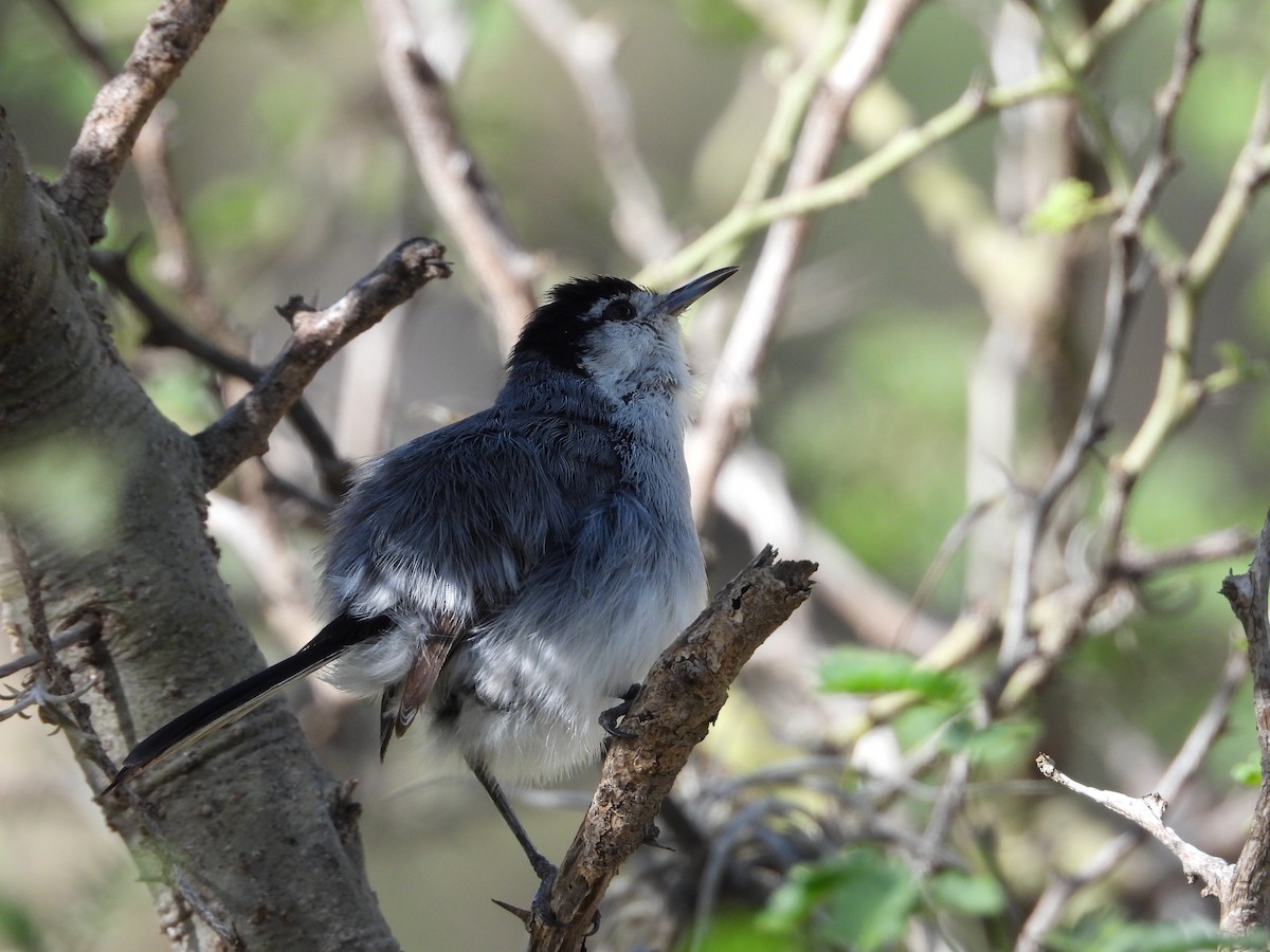 Tropical Gnatcatcher - ML612617190