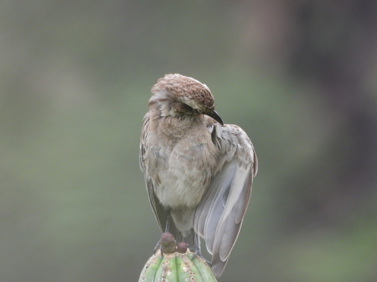 Long-tailed Mockingbird - ML612617209