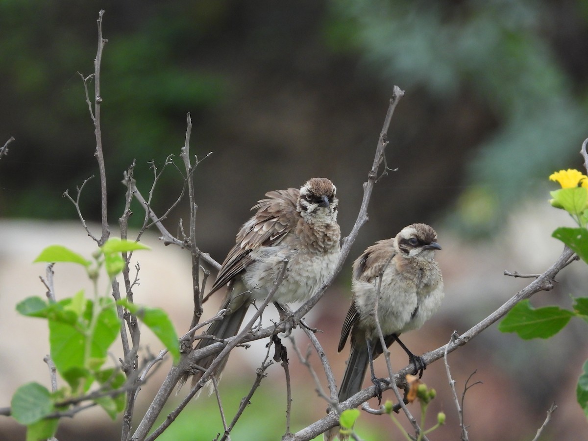 Long-tailed Mockingbird - ML612617220