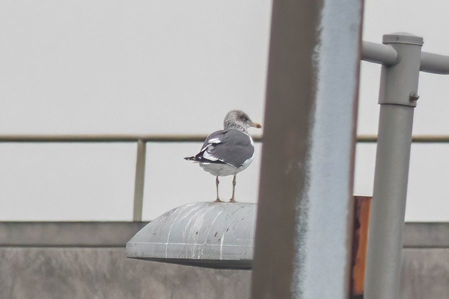 Lesser Black-backed Gull - ML612617227