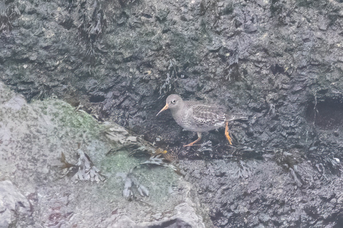 Purple Sandpiper - ML612617230