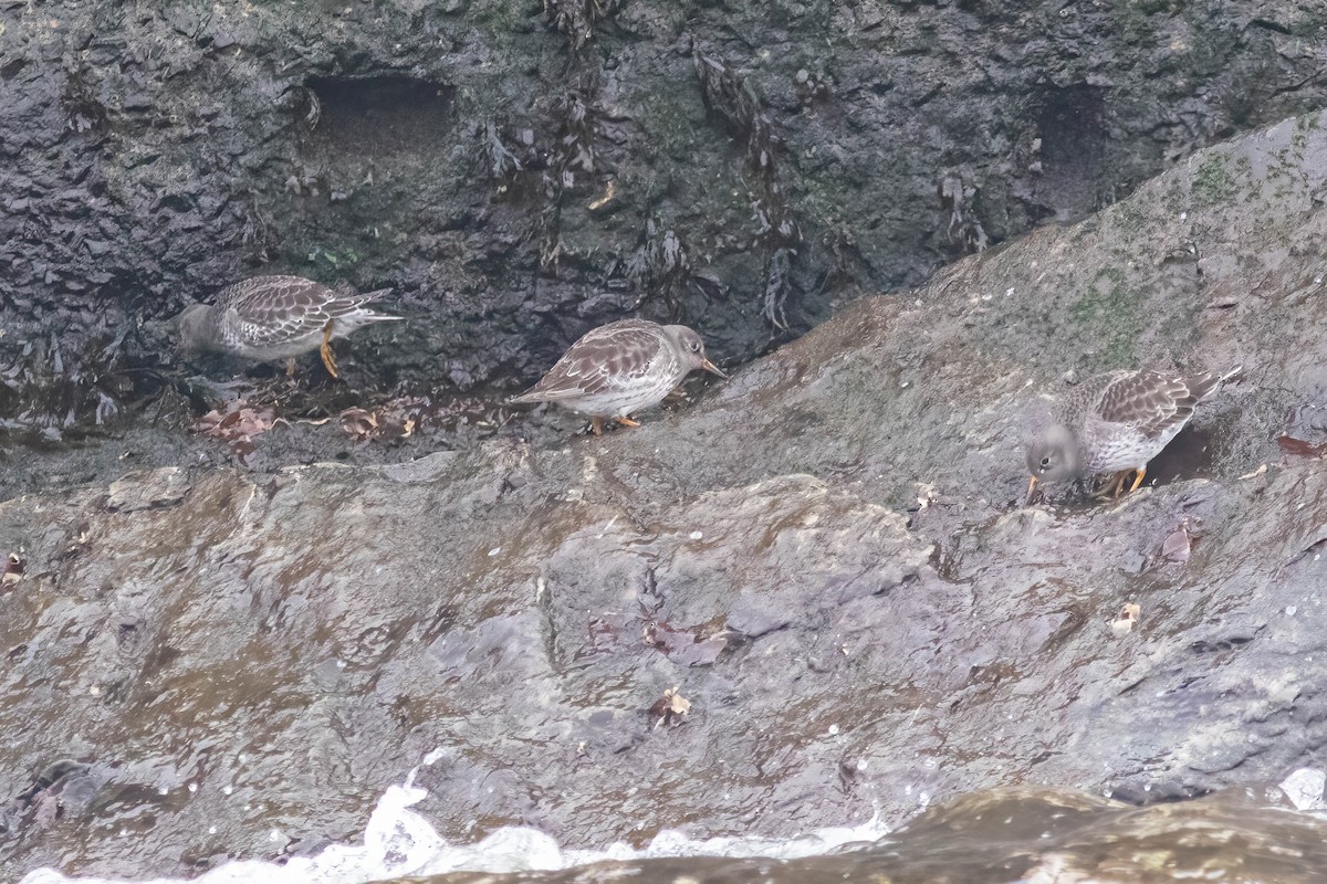 Purple Sandpiper - ML612617234