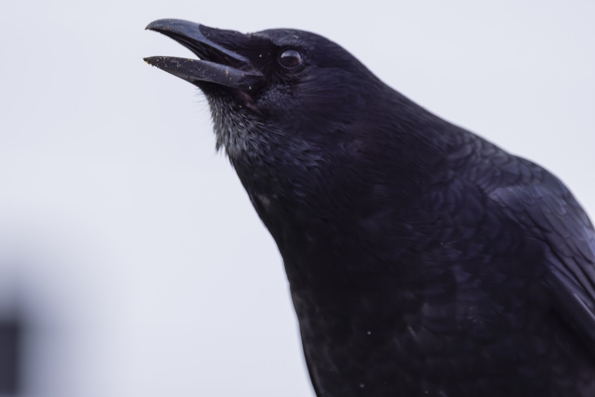 American Crow - ML612617239